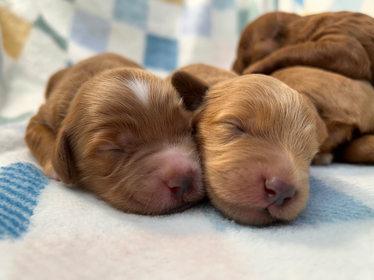 Females and Male Schnoodle Puppies for Sale, DOB 8-30-2025